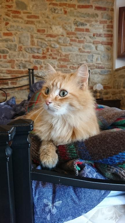 Agriturismo Stazione Di Monta Villa Vicchio Dış mekan fotoğraf